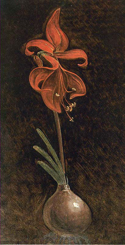 Amaryllis Formosissima